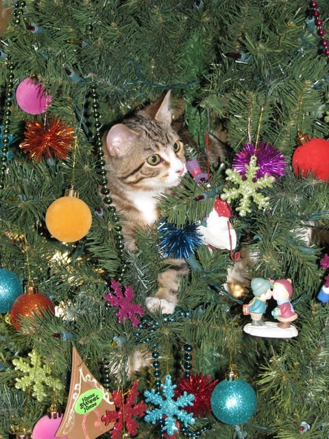 猫のクリスマスツリー木登り キキ便り