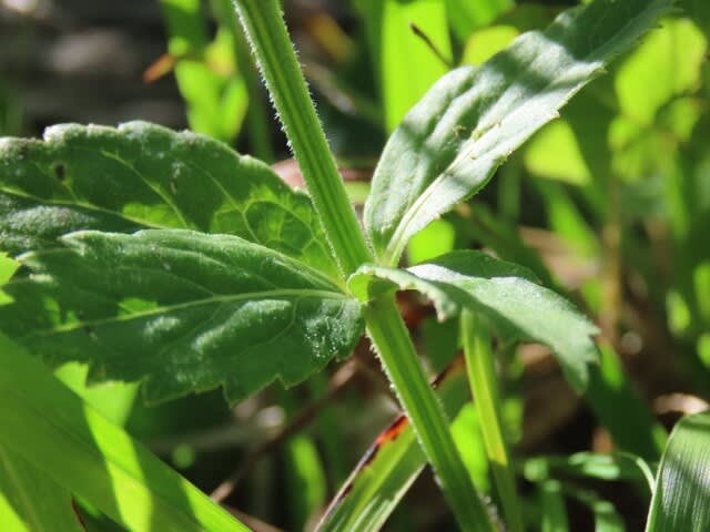 高ボッチ高原・鉢伏山の植物　ツリガネニンジン（釣鐘人参）