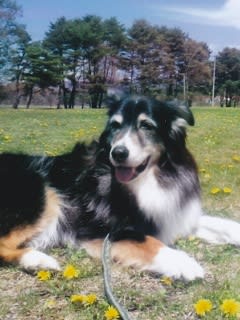 オーストラリアン シェパード のブログ記事一覧 ｗａｎｋｏ ａｍｉ