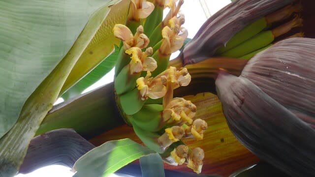 バナナの花 なんくるのひとりごと