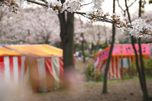 sakra080.jpg: 桜の花と屋台