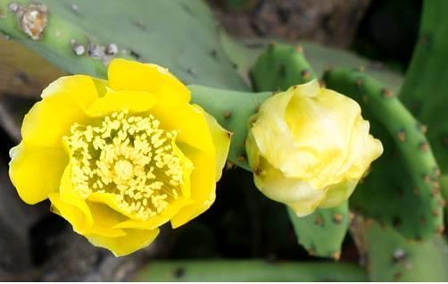 ウチワサボテンとクジャクサボテンの花 里山コスモスブログ ウチワサボテンとクジャクサボテンの花 里山コスモスブログ