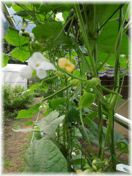 琉球いんげん 2012年9月23日