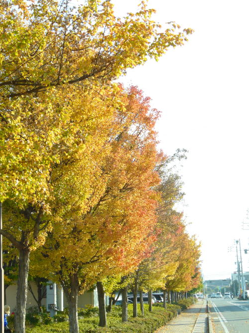 芳川公園の紅葉