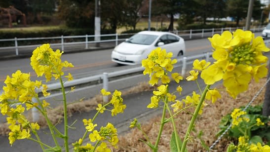 菜の花 青ちゃんブログ 菜の花 青ちゃんブログ