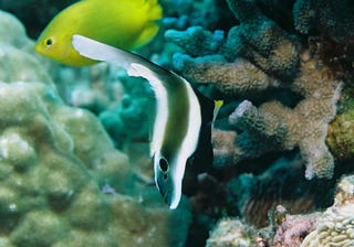 ミナミハタタテダイ幼魚 真南風ふけば