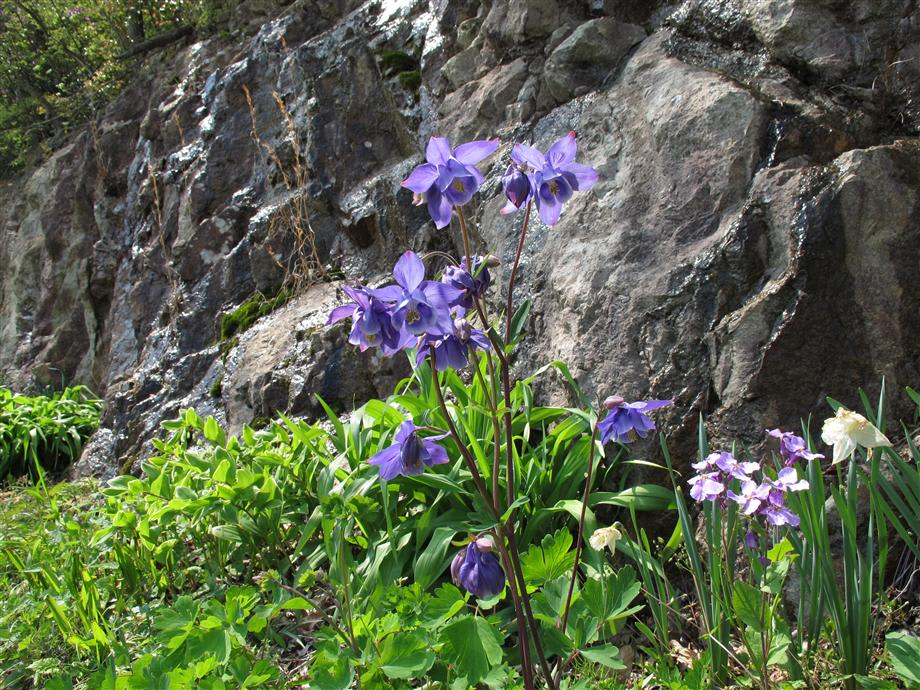 帰り道 道の脇の花壇 2010 05 01 3 今日もきのこ 観察日記