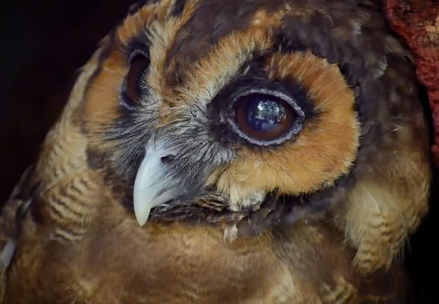 オオフクロウ Brown Wood Owl Strix Leptogrammica 清水正廣のバードカービング アート