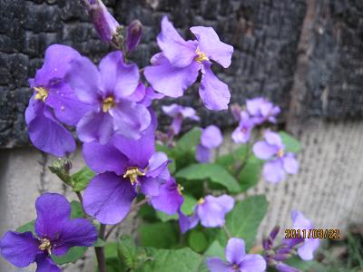 紫なばな 花日記