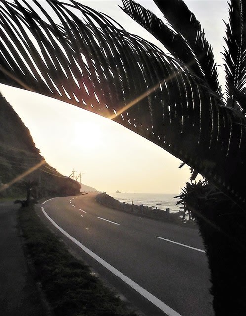 ツイートまとめ かがんばなトンネル夕陽 オオシマノジギク 奄美海風荘ブログ