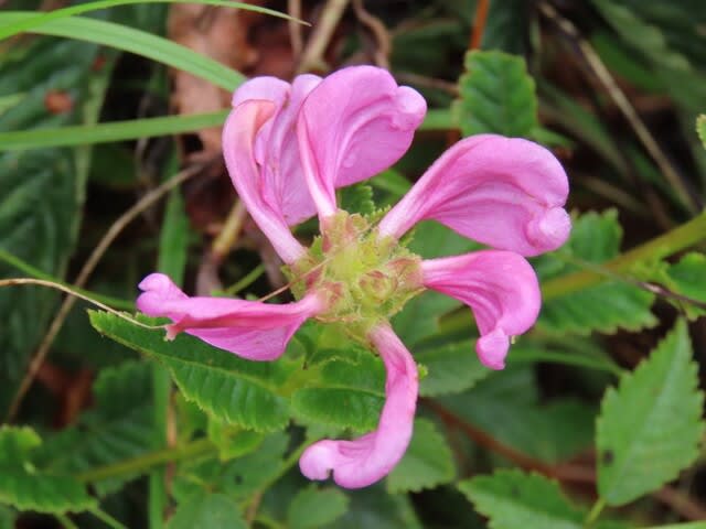 高ボッチ高原・鉢伏山で最近咲いている花 トモエシオガマ(巴塩竃)