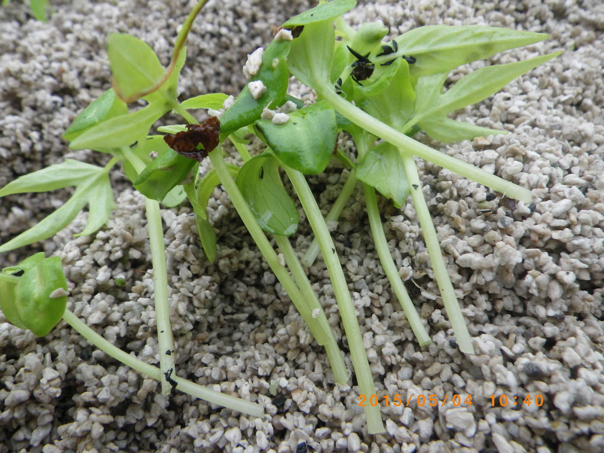 オキナワスズメウリの断根挿し木苗 畑 野菜の記録