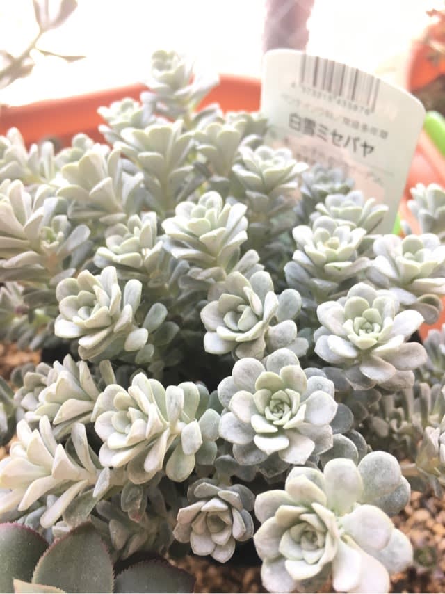 植え替えされた白雪ミセバヤさん一家 観察日記 植え替えされた白雪ミセバヤさん一家 観察日記
