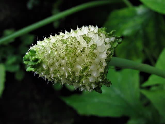 これが花 ゚d゚ アメリカハナグワ 亜米利加花桑 ムツゴロウ の花散歩 これが花 ゚d゚ アメリカハナグワ 亜米利加花桑 ムツゴロウ の花散歩