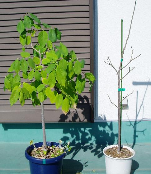アテモヤ　鉢植え　花芽あり アテモヤ鉢植え花芽あり