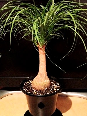 ポニーテール ふ たろの植物日記 観葉植物 サボテン 多肉植物