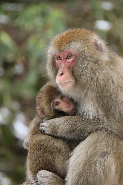 お猿は 雪の子 可愛い子 In 神庭の滝自然公園 旅するデジカメ 我が人生