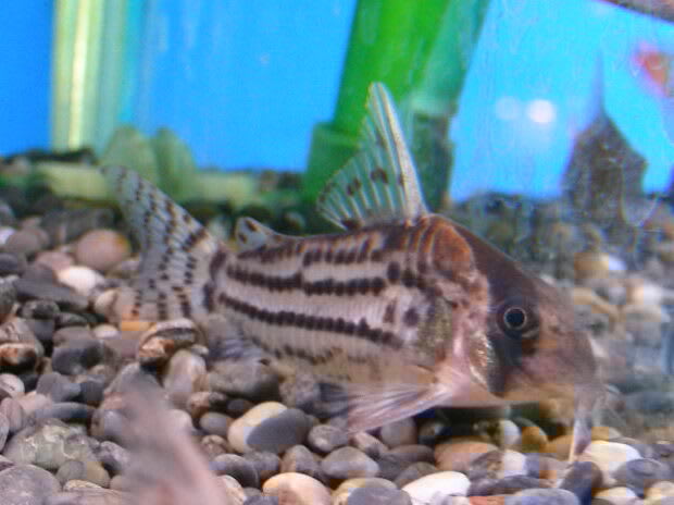 コリドラスシュワルツィ アクアウィズのオススメ 熱帯魚
