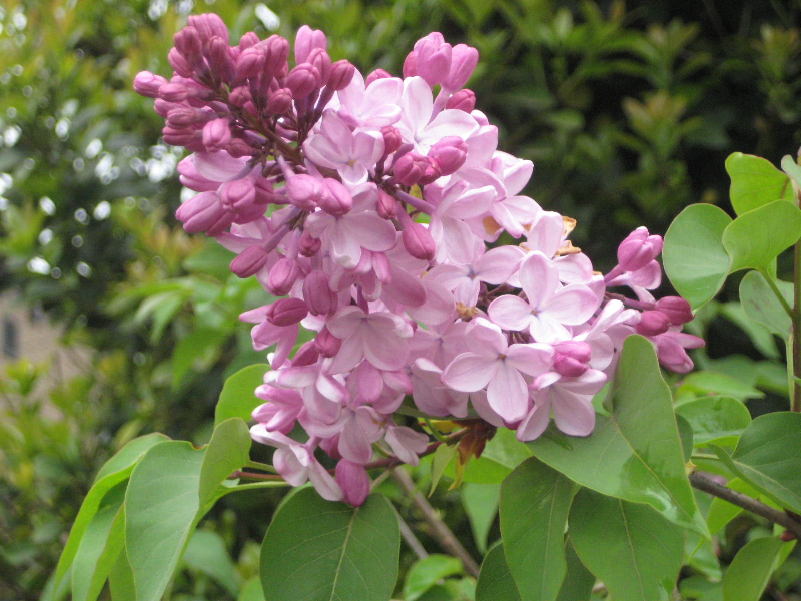 ライラック 花熟里 けじゅくり の静かな日々