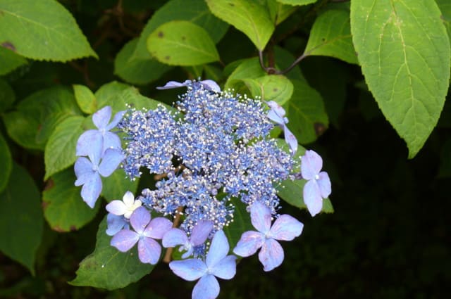 一関市 みちのくあじさい園 のアジサイ 紫陽花 黒姫 くろひめ 13年7月1日 月 Peaの植物図鑑