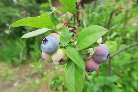 ブルーベリー 鳥に気づかれないように 風とみどりに戯れて ブルーベリー 鳥に気づかれないように 風とみどりに戯れて