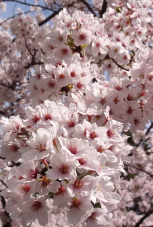 桜の花言葉 ヘルスケア湘南 ブログ 平塚市の福祉用具 介護用品のお店
