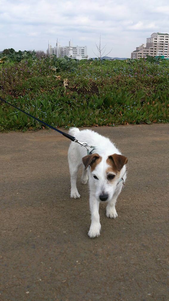 タケルくんといく三浦海岸 2 ー三浦海岸で犬と食事できるレストランー 横浜大口通 商店街 糸川メガネのブログ