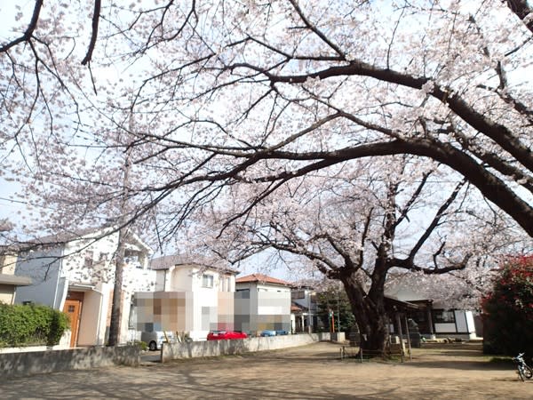 豊住 白山神社の桜 58の気の向くまま日記帳