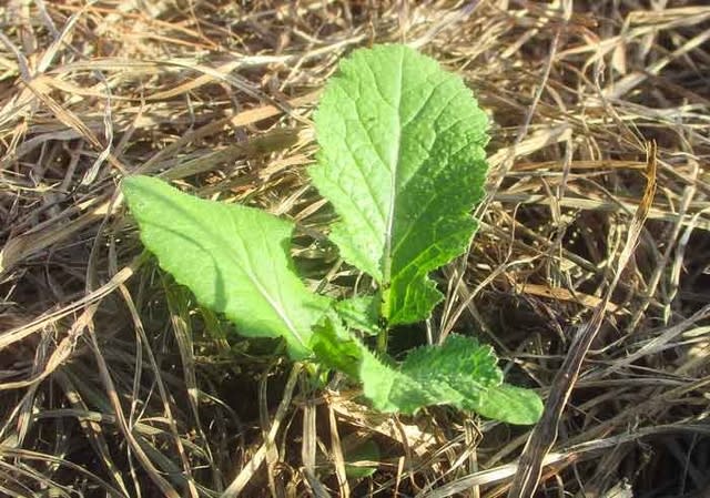 油菜と黄からし菜 エンダイブも植え付け 菜園 穏風 無農薬 無化学肥料 不耕起栽培で野菜作りに挑戦