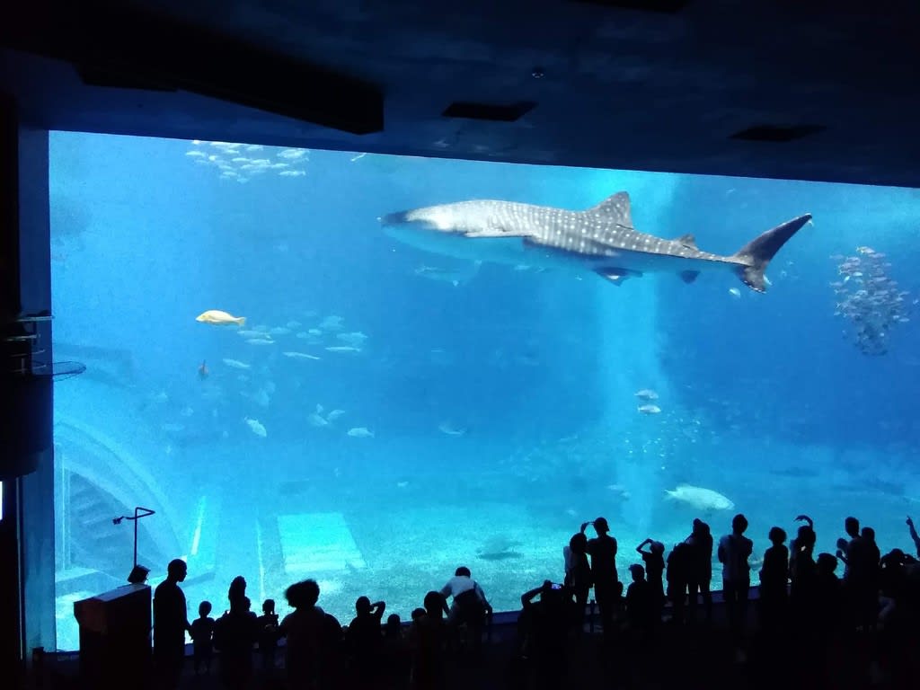 沖縄19 美ら海水族館のジンベエザメとジンベエザメグッズ 採集生活