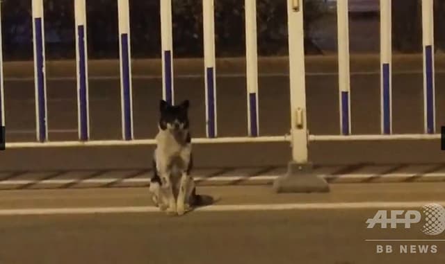 道端で80日間たたずんでいる犬 中国 動物たちにぬくもりを 道端で80日間たたずんでいる犬 中国 動物たちにぬくもりを