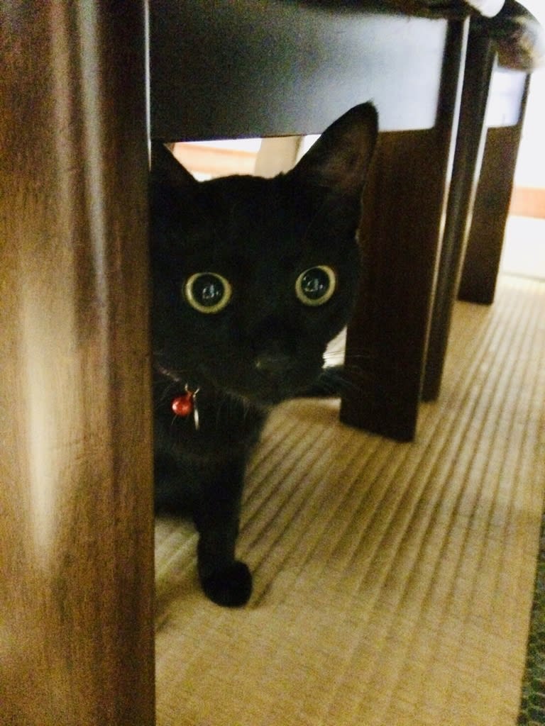 黒猫ジジちゃん - アラブの猫