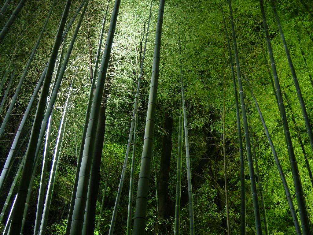 竹は不思議な植物です 雑記帳