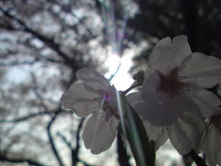 桜