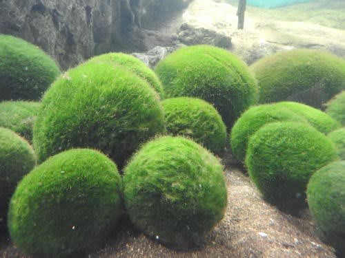 阿寒湖のチュウルイ島　マリモ（毬藻）
