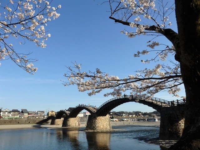 岩国錦帯橋の桜が満開 晴れたら花巡り