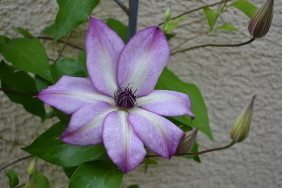 クレマチス フォンド メモリーズ が咲きました Haruの庭の花日記 Haru S Garden Diary