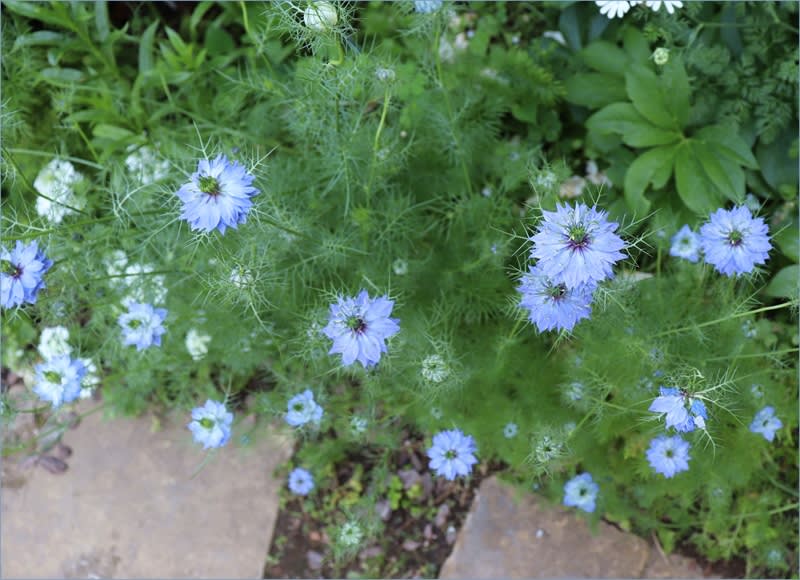 青と白の花の種蒔き ギリア レプタンサ オルレア ニゲラ M S Small Garden Milky Mamaの小さな庭