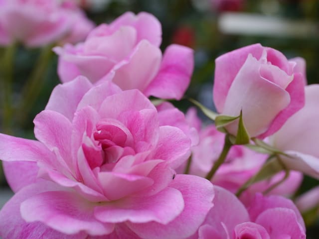 四季咲きバラ ピンクアイスバーグ アンディ ウィリアムスボタニックガーデン ななちゃんのオテンバ日記と花日記