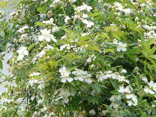 白モッコウ一重 野の花ガーデンblog
