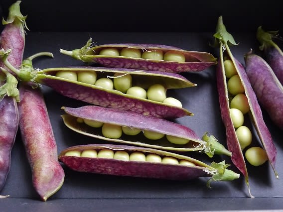 ツタンカーメンのえんどう豆収穫 バルコニーで フルーツ栽培記
