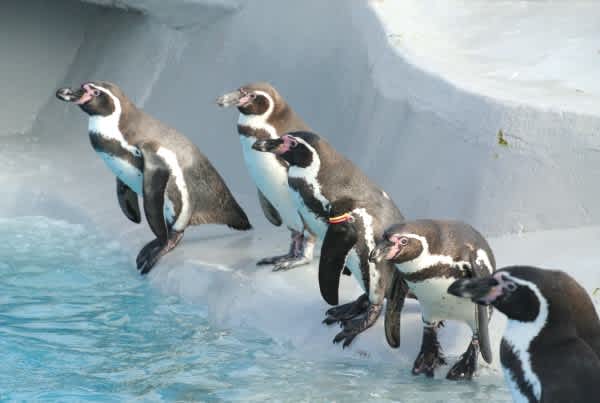 ペンギンのフリッパーもこのくらい曲がる2 ペンギン音頭 ペンギンのフリッパーもこのくらい曲がる2 ペンギン音頭