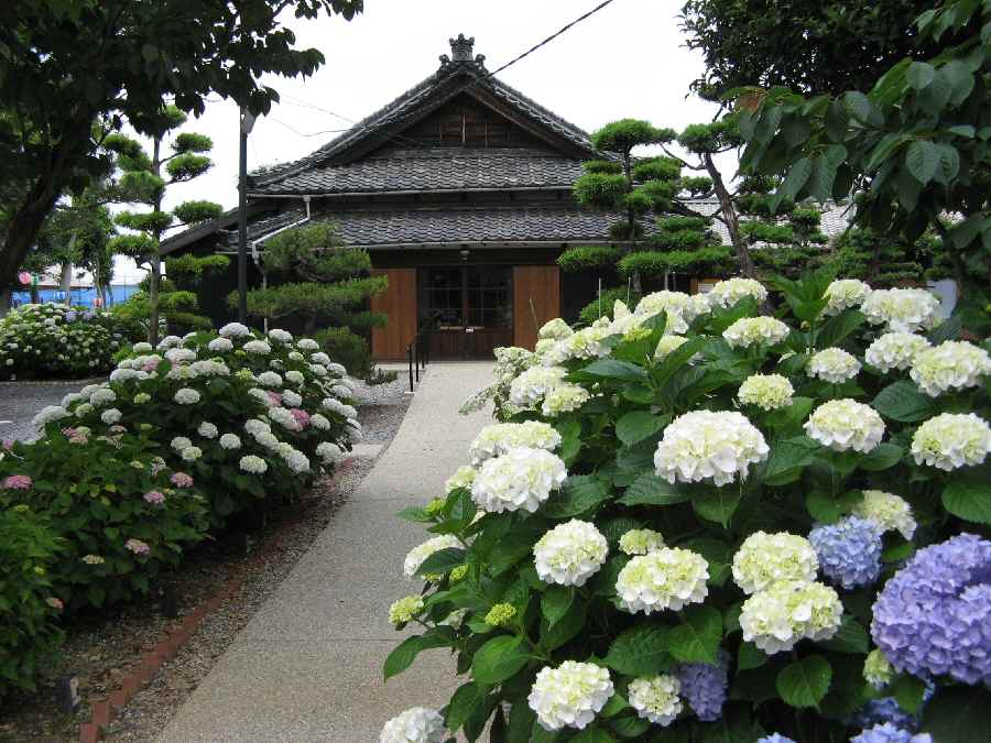 長福寺のアジサイの画像