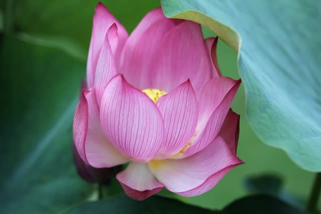 蓮の花 神代植物公園で 四季彩日記 蓮の花 神代植物公園で 四季彩日記