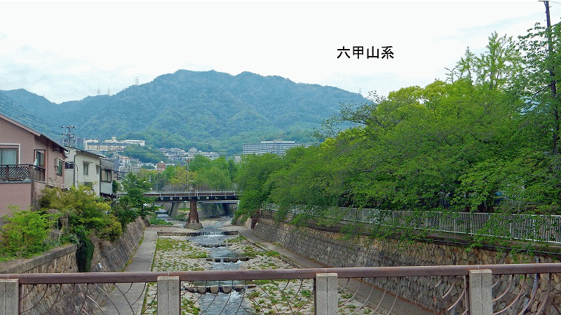藤の花棚 灘区都賀川公園 へ散策 健康自由メモ 高齢者の健康メモ 藤の花棚 灘区都賀川公園 へ散策 健康自由メモ 高齢者の健康メモ