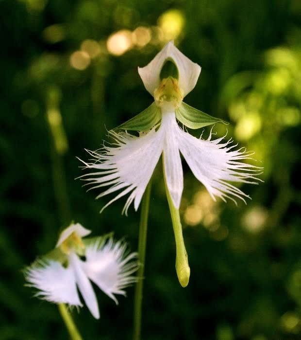 サギ草名人を訪ねる、の画像