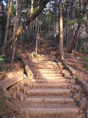 高尾山　シモバシラ