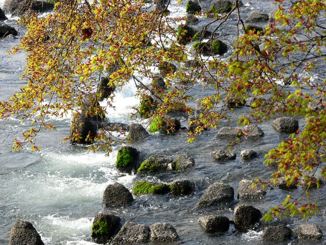桂川（保津川）の清流に紅葉の若葉がかかる