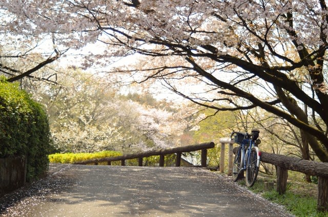 4 7現在 多摩湖 狭山湖桜開花情報19 いちゃりばちょーでー 4 7現在 多摩湖 狭山湖桜開花情報19 いちゃりばちょーでー
