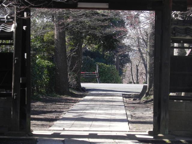 ウメ　2